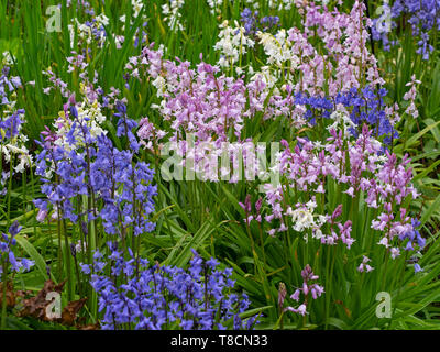 Bluebell espagnol Hyacinthoides hispanica en bordure de fleurs Banque D'Images