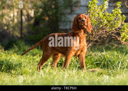 Portrait d'un petit chien dans le jardin. Chien chiot Setter Irlandais Banque D'Images