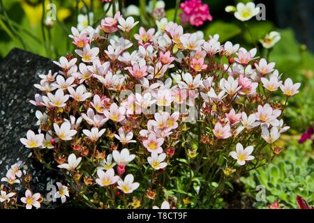 Saxifraga 'Apple Blossom' Banque D'Images