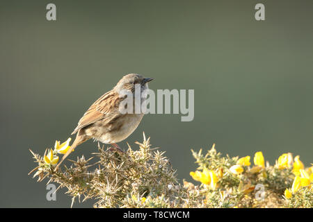 Un joli nid, Prunella modularis, perché sur un buisson d'ajoncs en fleurs. Banque D'Images