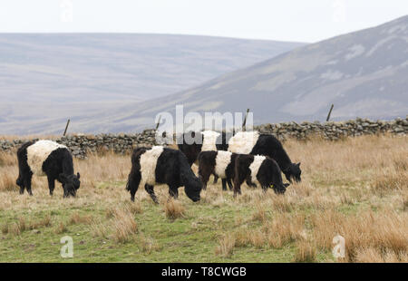 Un paysage de ceinture vaches paissant dans une prairie dans les landes de Durham, Royaume-Uni. Banque D'Images