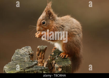 Un écureuil roux, Sciurus vulgaris, assis sur une souche de manger une noix. Banque D'Images