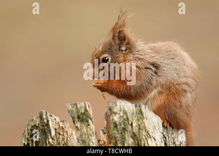 Un écureuil roux, Sciurus vulgaris, assis sur une souche de manger une noix. Banque D'Images