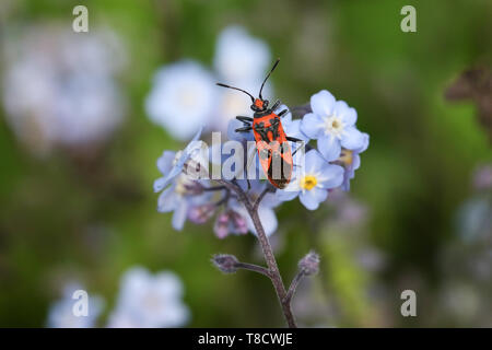 Un joli Bug de cannelle, Corizus hyoscyami, perché sur une oublier- moi- pas de fleurs. Banque D'Images