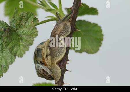 Un escargot, Helix aspersa, monte la tige d'un des ronces épineuses. Banque D'Images