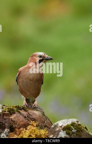 Eurasian Jay, Garrulus glandarius, Dumfries et Galloway, Écosse, Royaume-Uni Banque D'Images