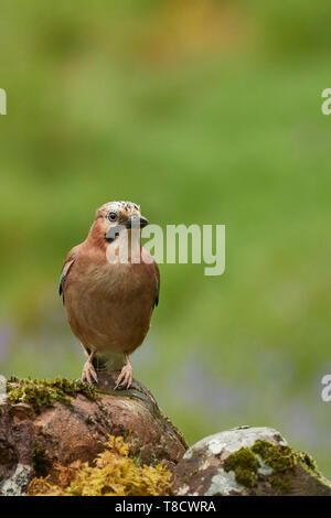 Eurasian Jay, Garrulus glandarius, Dumfries et Galloway, Écosse, Royaume-Uni Banque D'Images