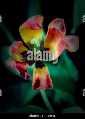 Résumé Le traitement de la fleur de tulipe, nature portrait photographique Banque D'Images