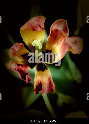 Résumé Le traitement de la fleur de tulipe, nature portrait photographique Banque D'Images