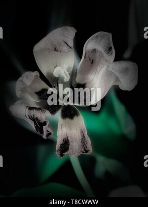 Résumé Le traitement de la fleur de tulipe, nature portrait photographique Banque D'Images