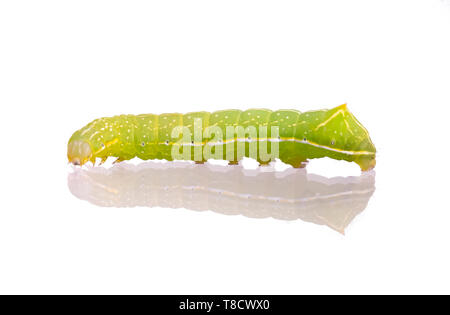 Caterpillar vert, blanc et jaune avec marquage noir. Amphipyra pyramidoides, ailes de cuivre, la larve de stade précoce. Isolé sur blanc. Banque D'Images