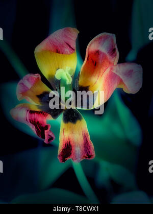 Résumé Le traitement de la fleur de tulipe, nature portrait photographique Banque D'Images