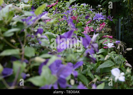 De belles fleurs de Clématite violet fleurs avec des gouttelettes de pluie, Big bush de clematis poussant dans le jardin.
