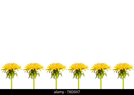 Rangée de fleurs de pissenlit et les feuilles sur un fond blanc. Modèle sans couture Banque D'Images