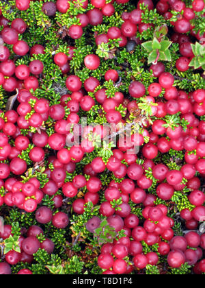 Libre de fruits rouges sauvages, camarines, diddle dee, trouvés en Patagonie . Banque D'Images