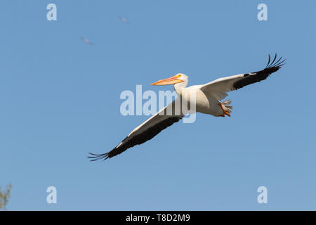 Pélican blanc volant dans Ciel bleu avec des ailes propagation Banque D'Images