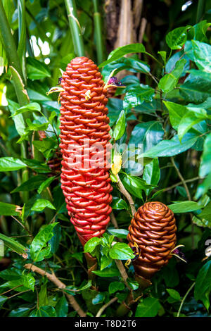 Gingembre Zingiber Spectabile aka beehive (Kew Gardens, London, UK) Banque D'Images