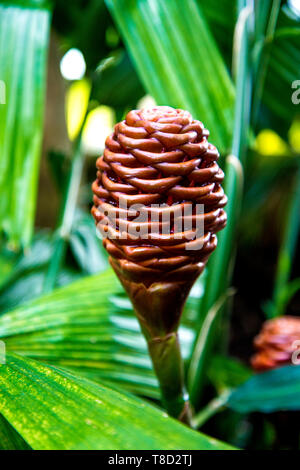 Gingembre Zingiber Spectabile aka beehive (Kew Gardens, London, UK) Banque D'Images