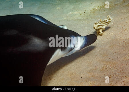 De gros plan des rayons de Manta Ray , Manta alfredi, natation faible sur fond de mer Banque D'Images