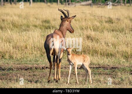 Kenya, Masai Mara, topi (Damaliscus korrigum), femme et son nouveau-né Banque D'Images