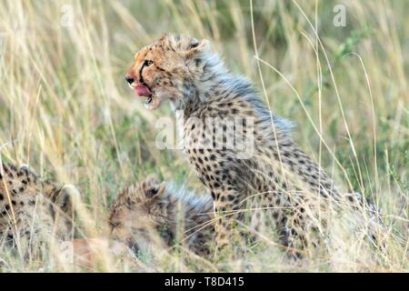 Kenya, Masai Mara, le Guépard (Acinonyx jubatus), ses petits nettoyage femelle Banque D'Images