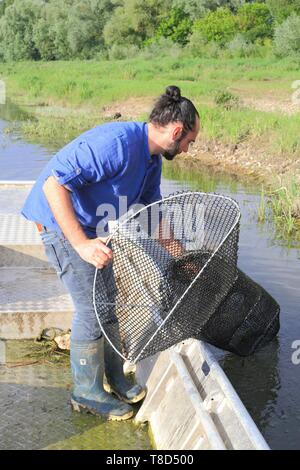 France, Indre et Loire, Vallée de la Loire classée au Patrimoine Mondial de l'UNESCO, Blois, Julien Quesneau (pêcheur professionnel et fondateur de la Bourriche aux Appetits) pêche dans la Loire Banque D'Images