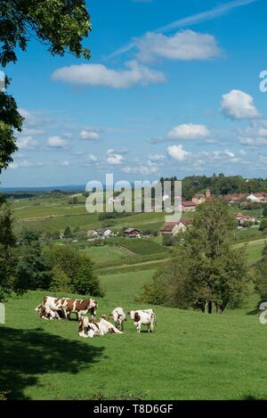 France, Jura, Arbois, le village de Montigny les Arsures et un troupeau de vaches vaches montbéliardes exclusivement Banque D'Images