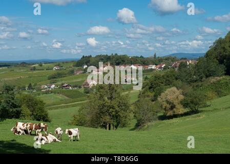 France, Jura, Arbois, le village de Montigny les Arsures et un troupeau de vaches vaches montbéliardes exclusivement Banque D'Images
