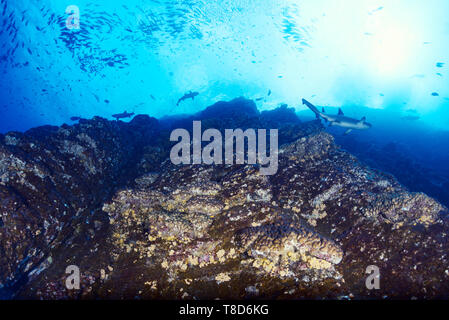 Les requins de récif à pointe blanche (Triaenodon obesus) nagent le long du mur à Roca Partida - paysages sous-marins de l'archipel de Revillagigedo Banque D'Images