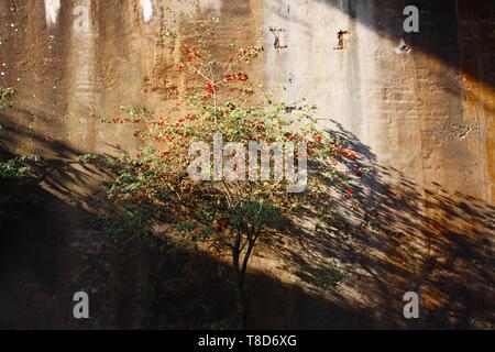 Landschaftspark Duisburg, Allemagne : arbre isolé avec des baies rouges dans un tunnel abandonné l'éclat clair dans la lumière du soleil et casting shadows sur surmonté d Banque D'Images