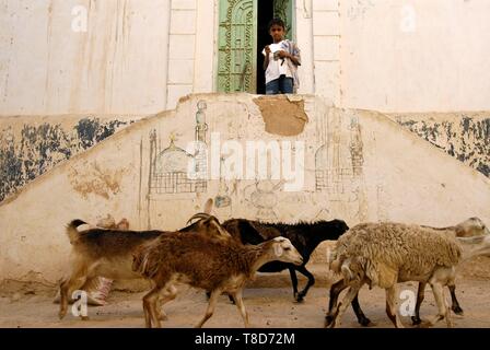 Au Yémen, le Gouvernorat de l'Hadramaout, Shibam, inscrite au Patrimoine Mondial de l'UNESCO, jeune garçon regardant les chèvres dans la rue Banque D'Images