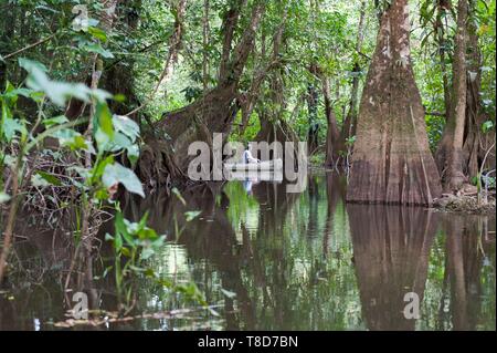 France, Guyane, Cayenne, la Réserve Naturelle des Marais de Kaw, rivière Kaw Banque D'Images