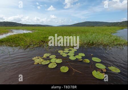 France, Guyane, Cayenne, la Réserve Naturelle des Marais de Kaw, rivière Kaw Banque D'Images