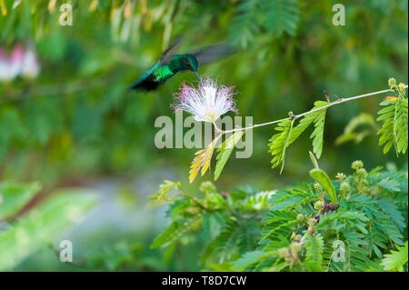 France, Guyane, Cayenne, la Réserve Naturelle des Marais de Kaw, vert salangane linchi (Polytmus theresiae) hummingbird Banque D'Images