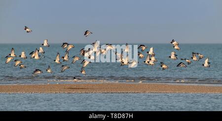 France, Picardie, Baie de Somme, réserve naturelle de la Baie de Somme, Le Crotoy, vol d'Huîtrier pie (Haematopus ostralegus) dans la réserve naturelle de la Baie de Somme Banque D'Images