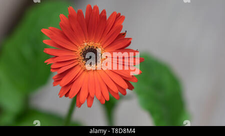 Gerber Daisy Orange sanguine (Gerbera jamesonii) avec les feuilles vertes et sur un arrière-plan flou. Banque D'Images