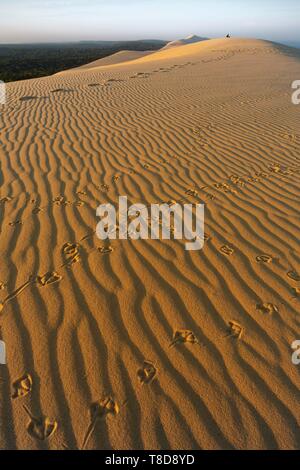 France, Gironde, bassin d'Arcachon, La Teste de Buch, Pyla sur Mer, la Dune du Pilat Banque D'Images