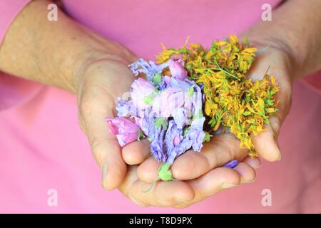 France, Hautes Alpes, Champsaur, Champoleon, Maurice Tardieu's Farm, le séchage du millepertuis et fleurs mauves pour tisanes Banque D'Images