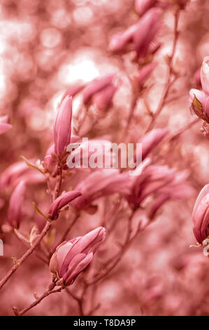 Magnolia en fleurs dans le jardin. Close-up. Corail vivant. Banque D'Images