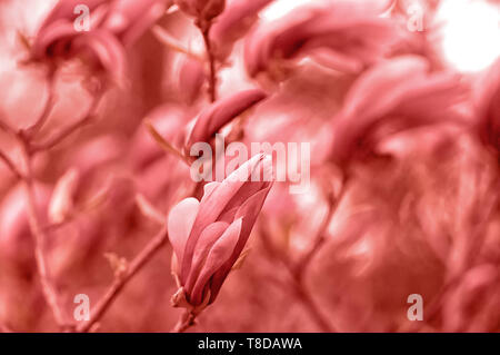 Magnolia en fleurs dans le jardin. Close-up. Corail vivant. Banque D'Images