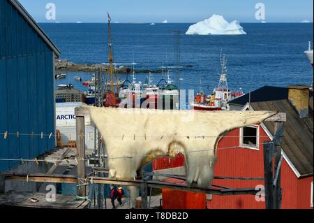 Le Groenland, côte ouest, la baie de Baffin, Upernavik, peau d'un ours polaire séchant au soleil Banque D'Images