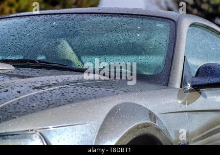 Un 2001 Ford Mustang GT Coupe brillait au soleil après un orage d'été. De minuscules gouttelettes d'eau sur le corps de la voiture sont brillants comme des perles. Banque D'Images