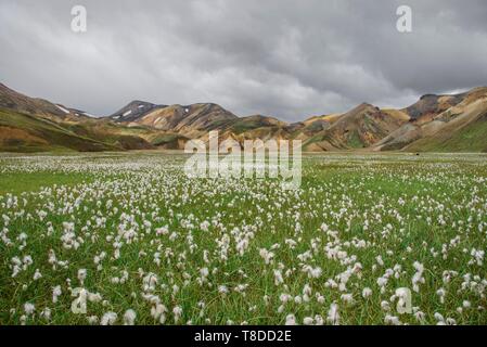 L'Islande, Région du Sud, la Réserve Naturelle de Fjallabak, Eriophorum champ en face de Landmanalaugar Banque D'Images