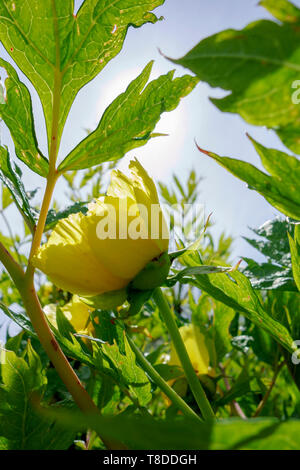 Fleur jaune d'Paeonia lutea var. ludlowii, ou Ludlow's Treev pivoine. Banque D'Images