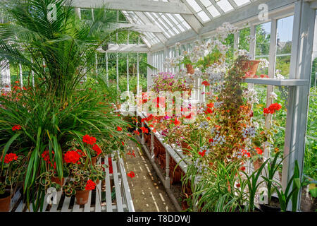 Les plantes qui poussent à l'intérieur des émissions. Banque D'Images