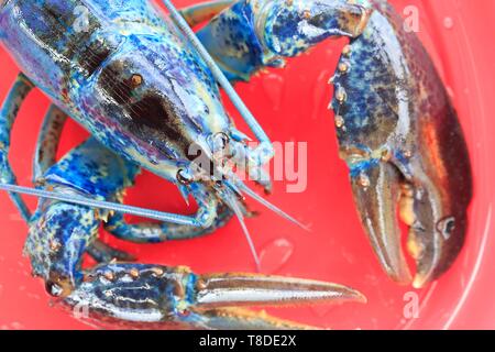 Canada, Nouveau-Brunswick, Acadie, Miscou, retour de pêche au homard bleu, le homard (Homarus americanus) en raison d'une mutation génétique Banque D'Images