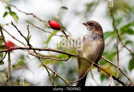 La France, Territoire de Belfort, Belfort, meadow, le moineau domestique (Passer domesticus) de sexe masculin, sur l'églantier (rosa sp), de fruits Banque D'Images