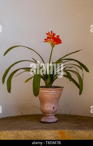 Un vieux pot de fleurs avec une fleur, une fleur rouge et vert feuilles debout dans une niche murale sur un escalier en pierre. Un espace réservé au texte Banque D'Images