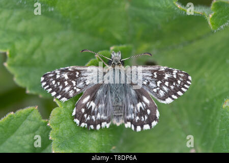 À skipper butterfly (Pyrgus malvae), un membre de la famille des Cuculidae, se prélassant avec ailes ouvertes, UK Banque D'Images