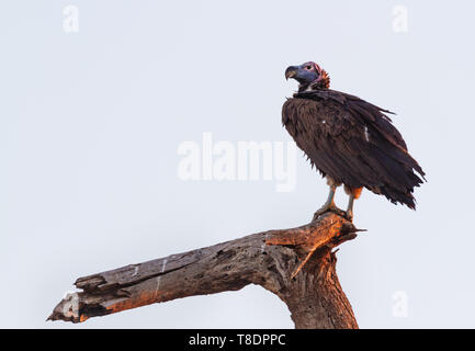 Coprin micacé Torgos tracheliotos vautour nubien perché sur branch retour éclairé par le coucher du soleil, à distance dans le Parc national Amboseli au Kenya à l'Est Banque D'Images